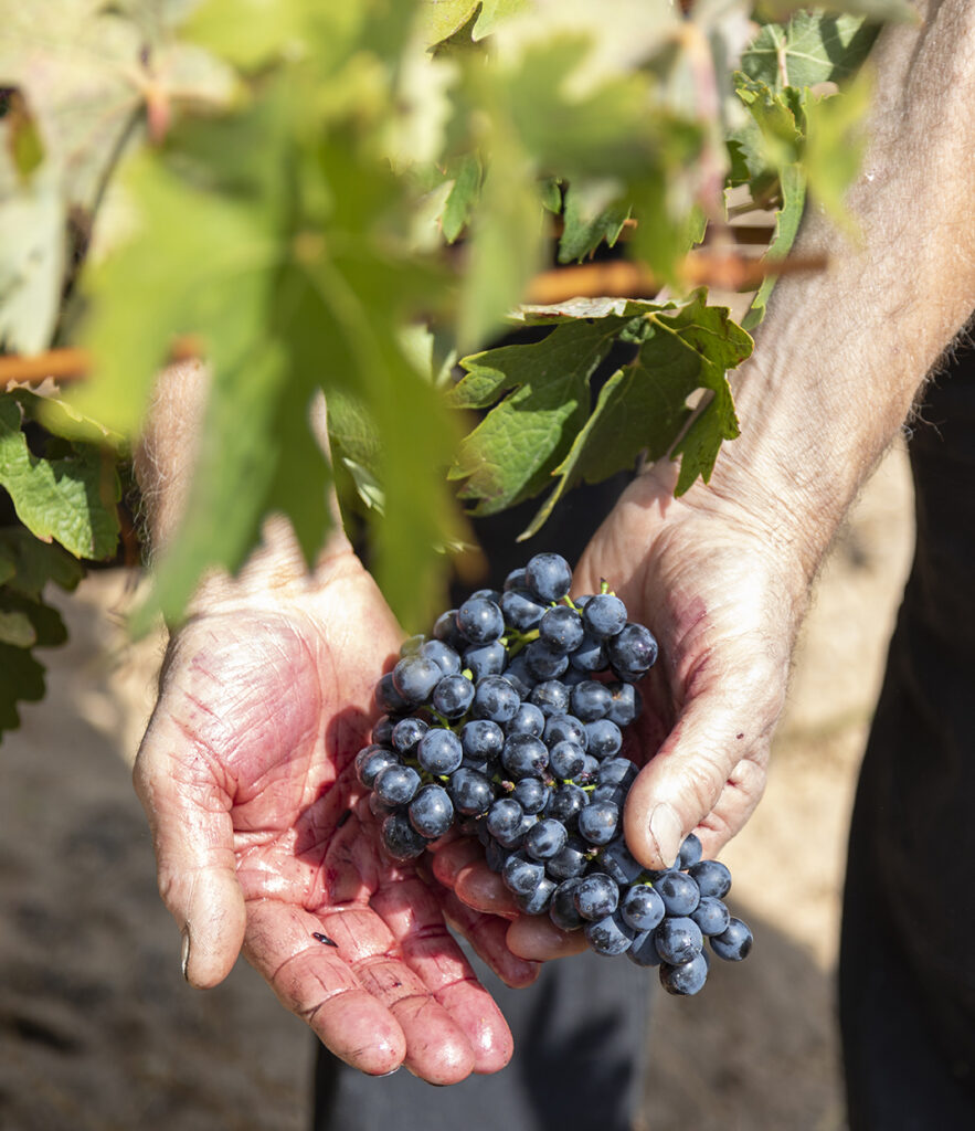 Manos Casajús viticultor y racimo Tempranillo